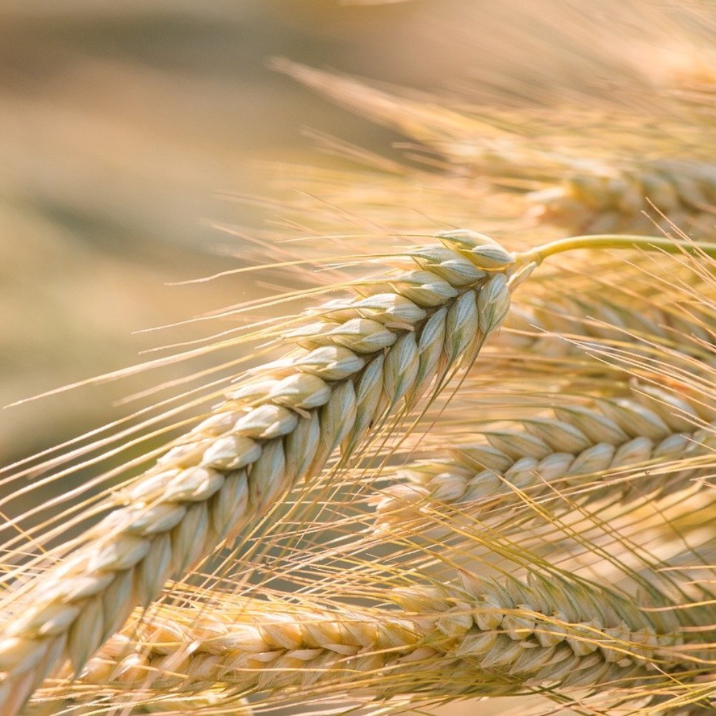 wheat